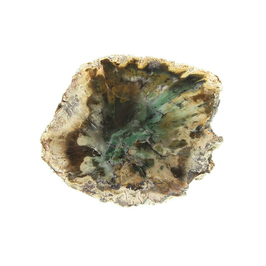 Petrified Wood with Banded Agate
(incredibly rare color)