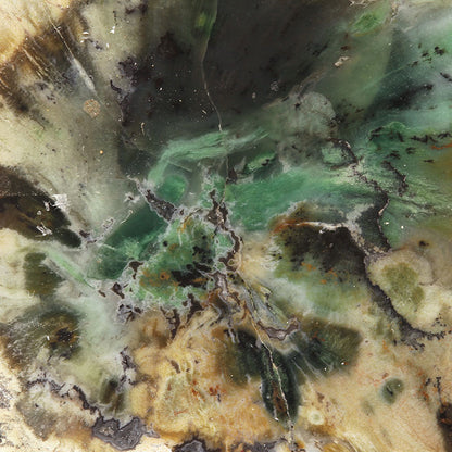 Petrified Wood with Banded Agate
(incredibly rare color)