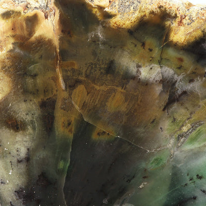 Petrified Wood with Banded Agate
(incredibly rare color)