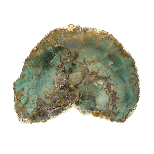 Petrified Wood with Banded Agate
(incredibly rare color)